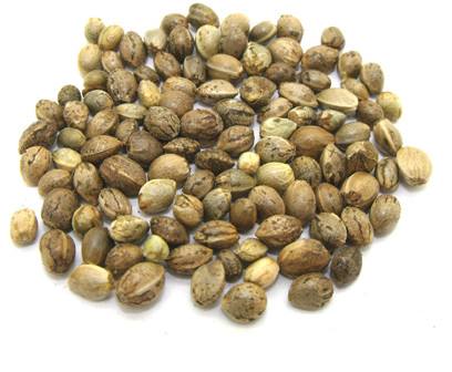 Hemp seed